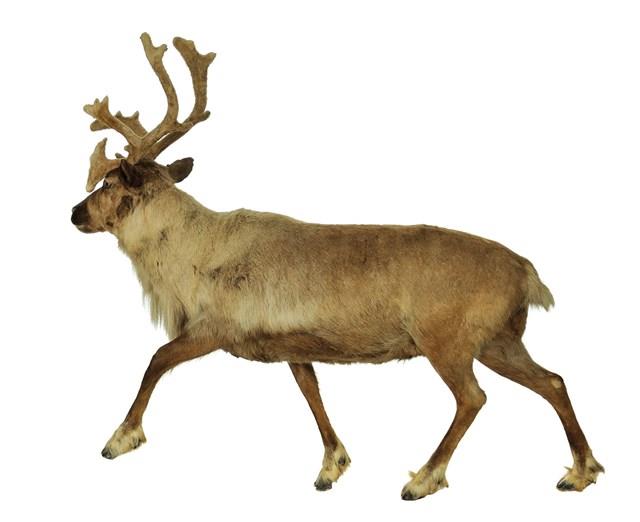 北歐馴鹿藏品圖，第4張