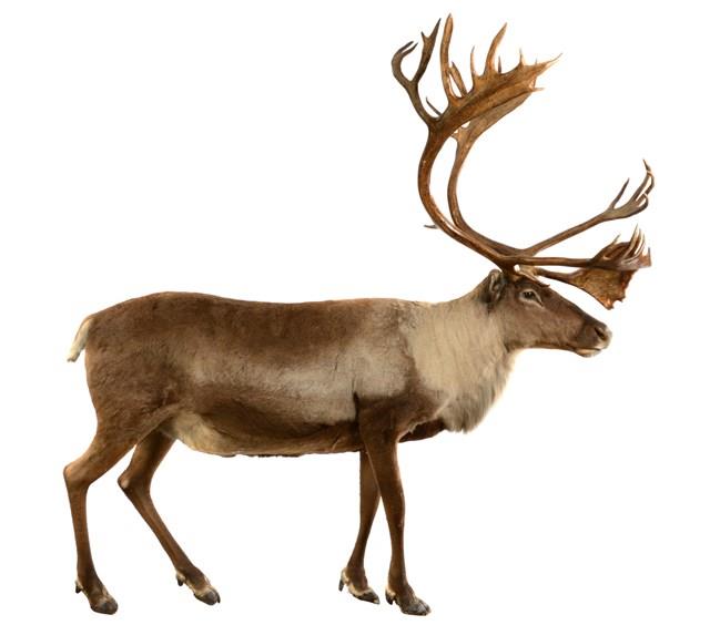 瘠地馴鹿藏品圖，第1張