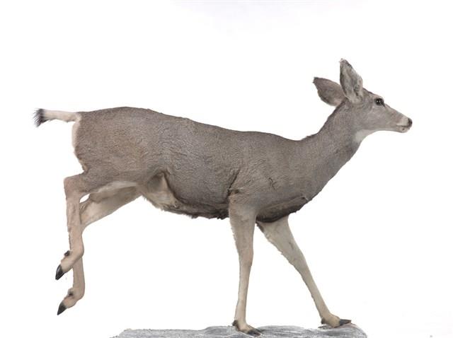 騾鹿藏品圖，第2張
