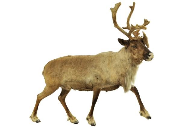 北歐馴鹿藏品圖，第2張