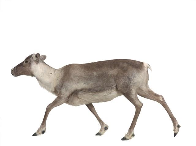 林地馴鹿藏品圖，第1張