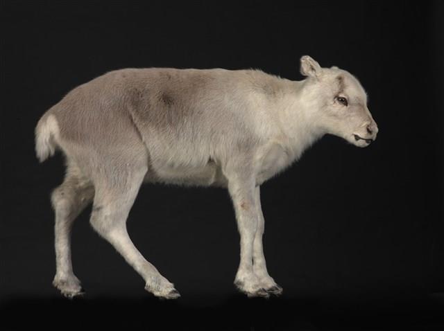 皮爾里馴鹿藏品圖，第1張