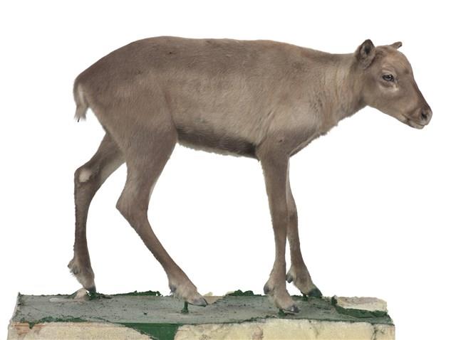 斯瓦爾巴馴鹿藏品圖，第1張