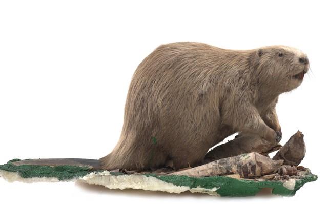 歐亞河狸藏品圖，第1張