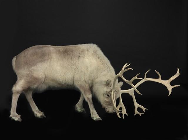 北歐馴鹿藏品圖，第1張