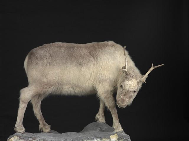 皮爾里馴鹿藏品圖，第1張