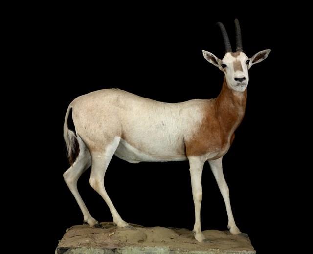 彎角劍羚藏品圖，第1張