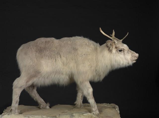 北歐馴鹿藏品圖，第1張