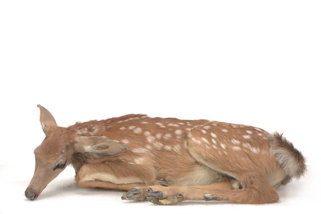 白尾鹿藏品圖，第1張