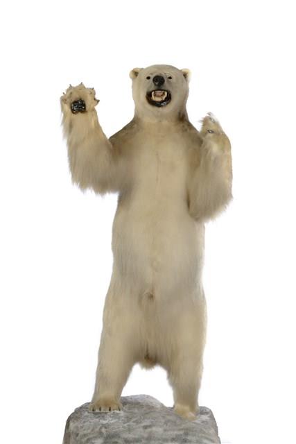 北極熊藏品圖，第1張