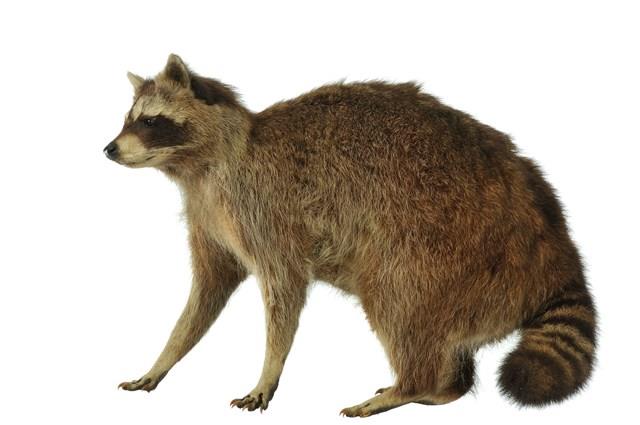 Raccoon Collection Image, Figure 2, Total 3 Figures