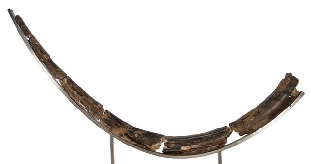 Palaeoloxodon huaihoensis Collection Image, Figure 1, Total 2 Figures