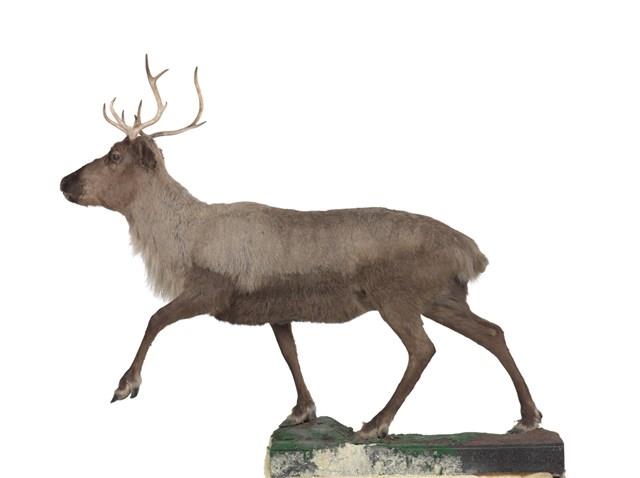 北歐馴鹿藏品圖，第1張