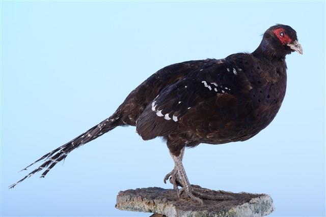 黑長尾雉（帝雉）藏品圖，第1張