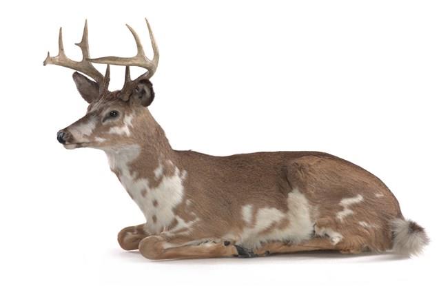 White-tailed Deer Collection Image, Figure 2, Total 3 Figures