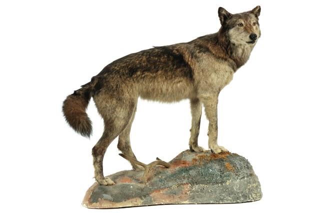 狼藏品圖，第1張