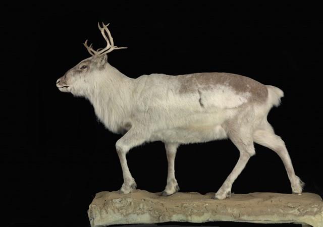 皮爾里馴鹿藏品圖，第1張