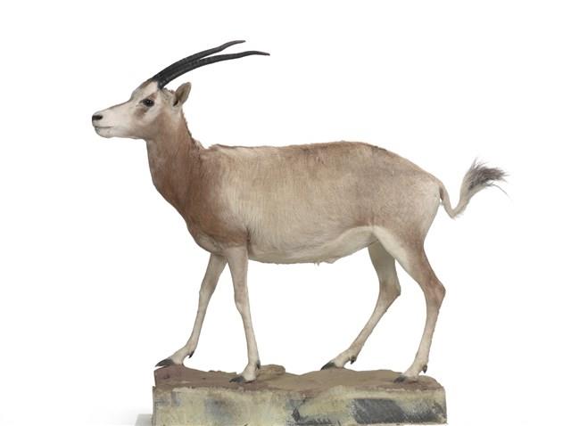 彎角劍羚藏品圖，第1張