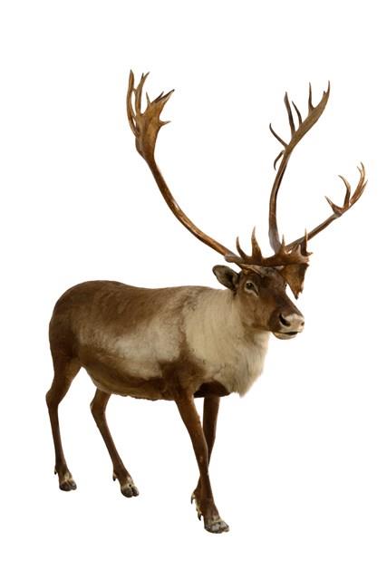 瘠地馴鹿藏品圖，第2張