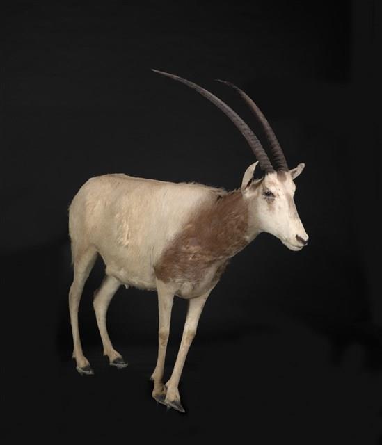 彎角劍羚藏品圖，第2張