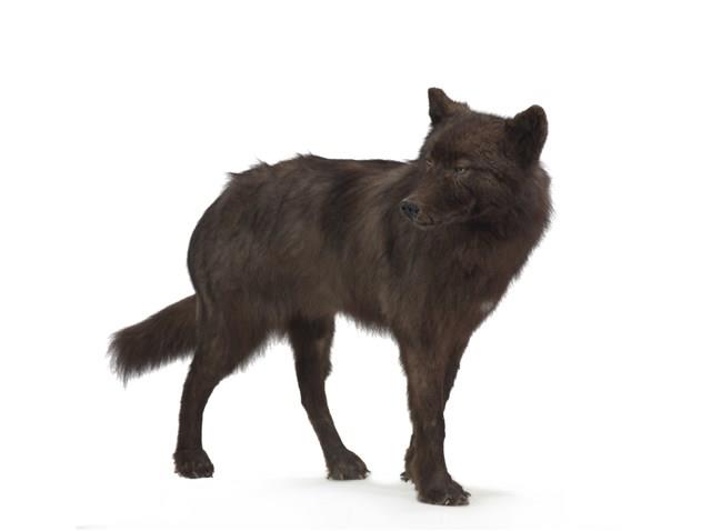 狼藏品圖，第2張