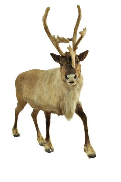 北歐馴鹿藏品圖，第1張