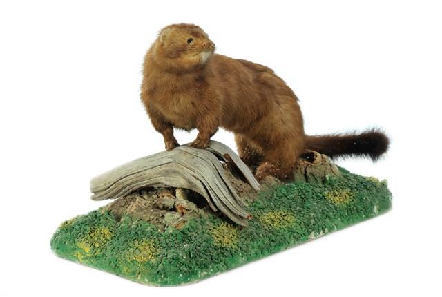 American Mink Collection Image, Figure 1, Total 3 Figures