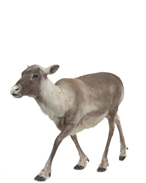 林地馴鹿藏品圖，第2張