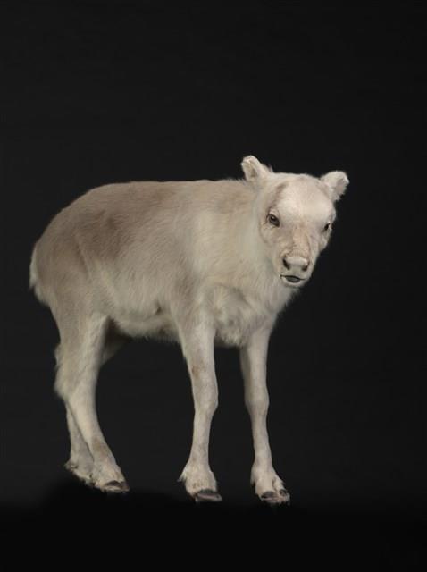 皮爾里馴鹿藏品圖，第2張