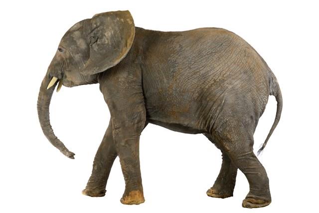 非洲象藏品圖，第1張