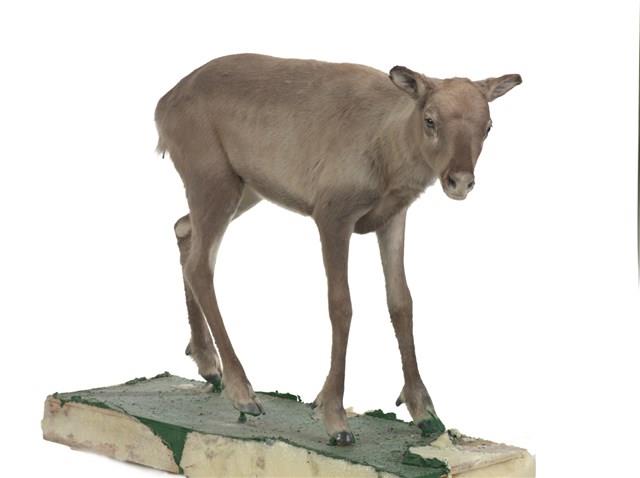 斯瓦爾巴馴鹿藏品圖，第2張