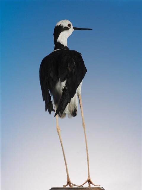 White-backed Stilt Collection Image, Figure 2, Total 3 Figures