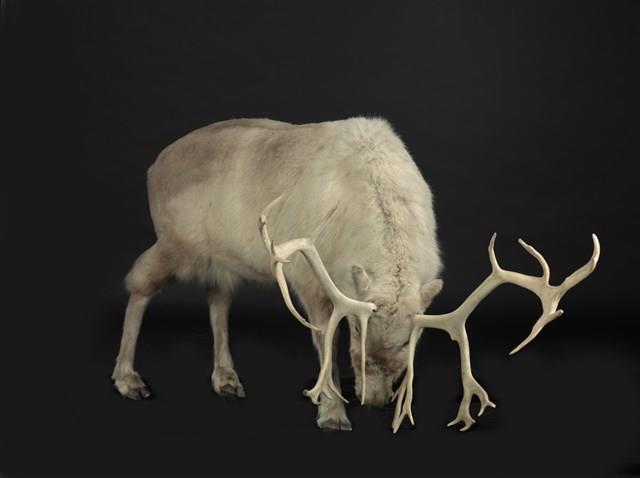 北歐馴鹿藏品圖，第2張