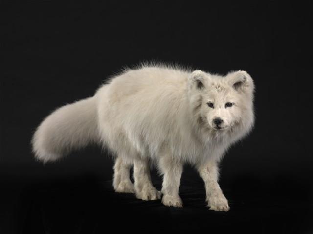 北極狐藏品圖，第2張