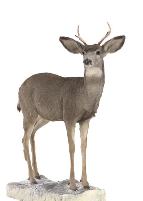 騾鹿藏品圖，第2張