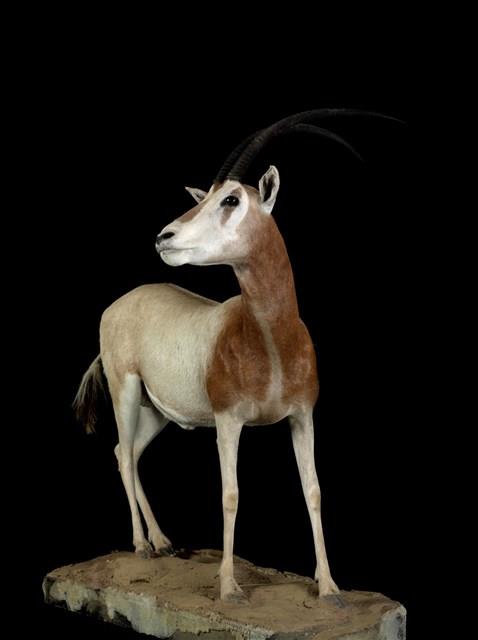 彎角劍羚藏品圖，第2張