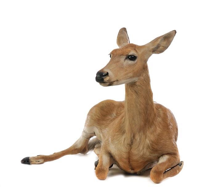 White-tailed Deer Collection Image, Figure 2, Total 3 Figures