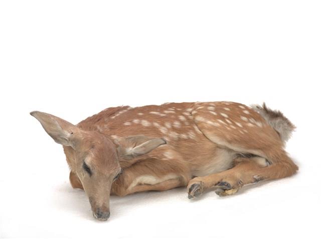 白尾鹿藏品圖，第2張