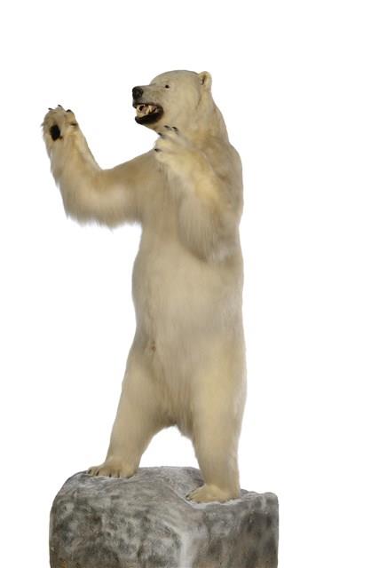 北極熊藏品圖，第2張