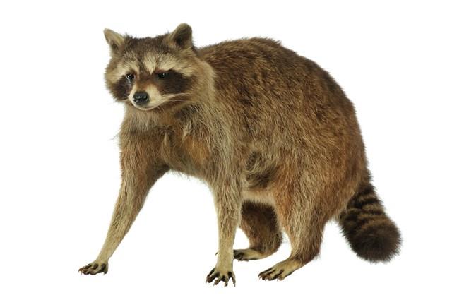 Raccoon Collection Image, Figure 1, Total 3 Figures