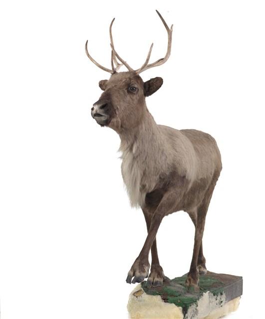 北歐馴鹿藏品圖，第2張