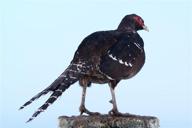 黑長尾雉（帝雉）藏品圖，第2張