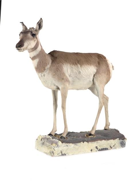 北美叉角羚藏品圖，第2張