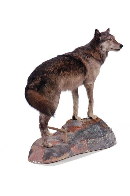 狼藏品圖，第2張