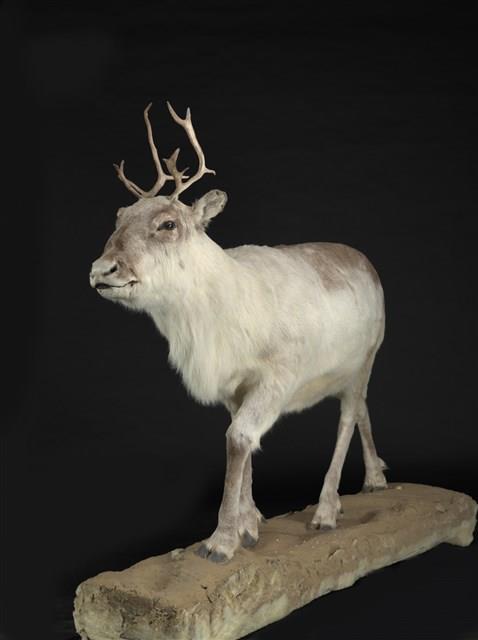 皮爾里馴鹿藏品圖，第2張