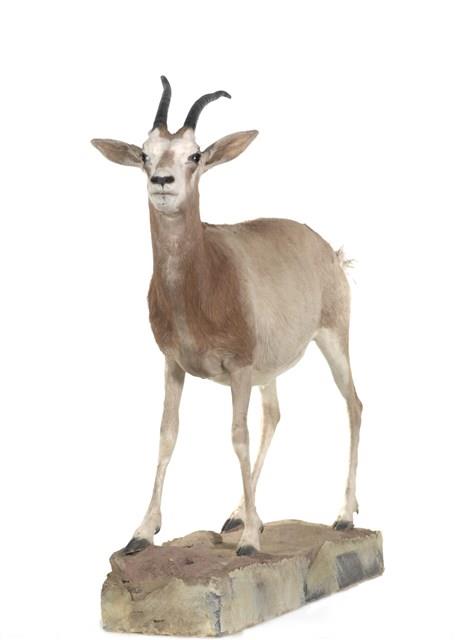 彎角劍羚藏品圖，第2張