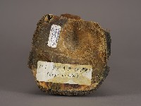 犀牛角（黑）藏品圖，第6張