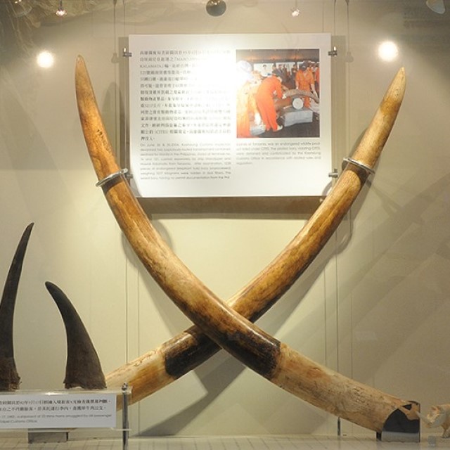 象牙原牙 的圖片