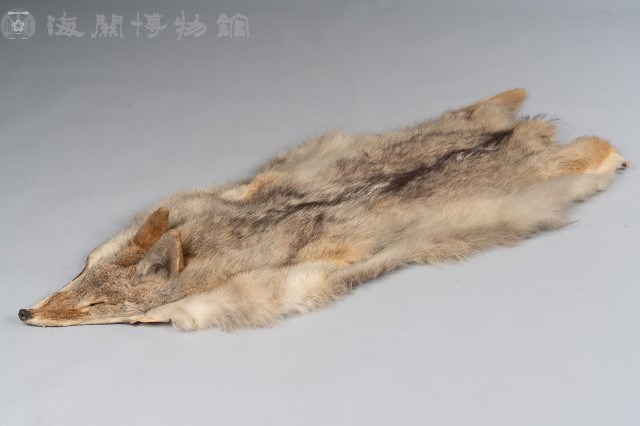 赤狐皮藏品圖，第1張