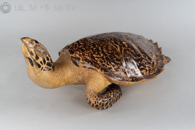 玳瑁標本藏品圖，第1張